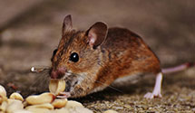 24 Hour & Emergency Exterminators in Santo Tomas, NM